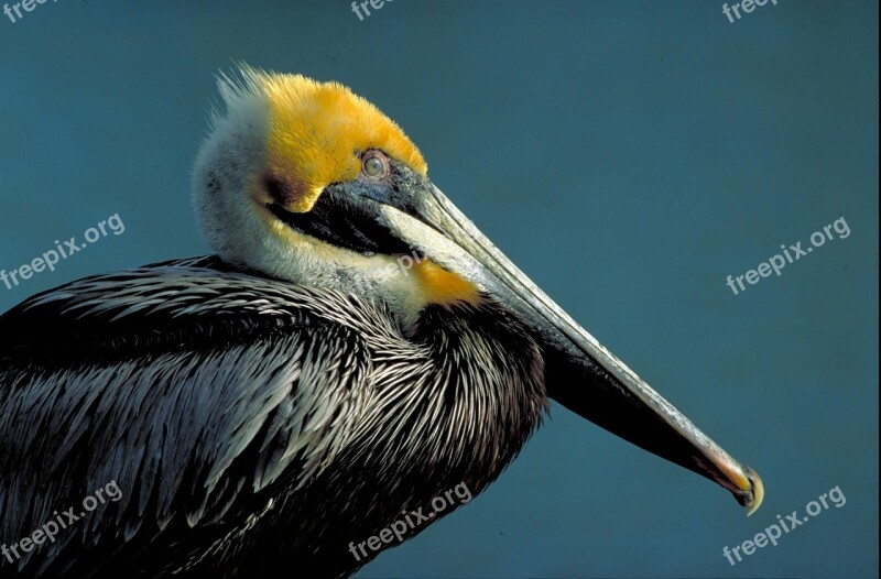 Bird Brown Side Pelican Birds