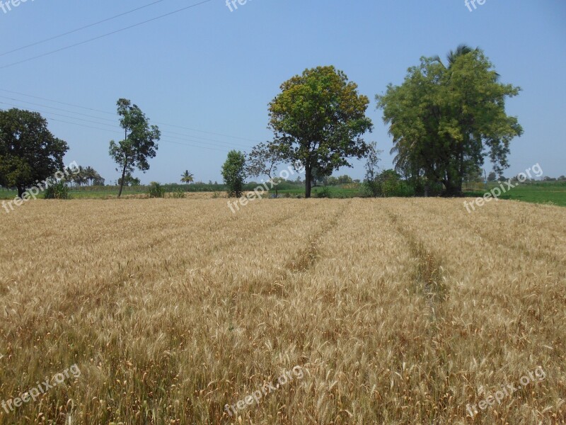 Wheat Framer Agricultural Golden Food