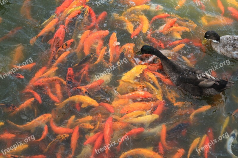 Koi Fish Fish Pond Water Carp