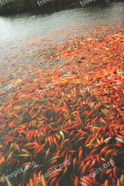 Koi Fish Fish Pond Water Carp