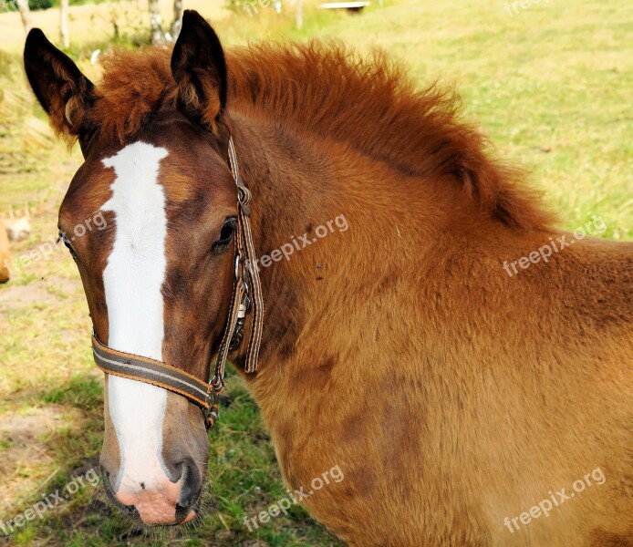 Horse Foal Young Animal Brown Curious