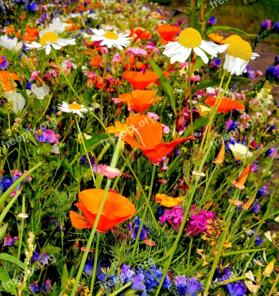 Colorful Flowers Wild Flowers Garden Colorful Summer