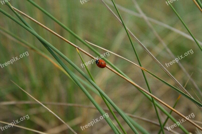 Ladybug Reed Grass Nature Grasses