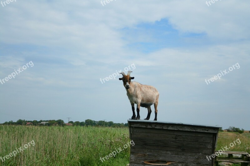 Goat Animal Funny Billy Goat Curious