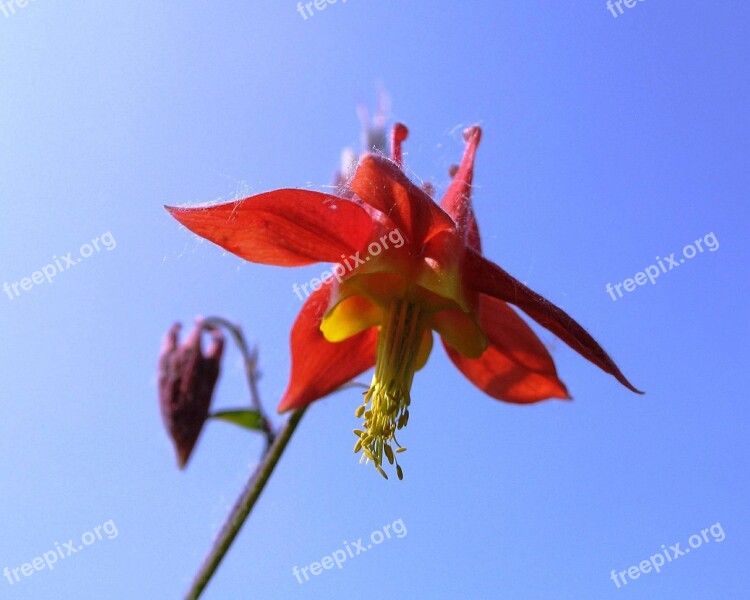 Canada Columbine Eastern Red Columbine Wild Columbine Aquilegia Canadensis Flowers