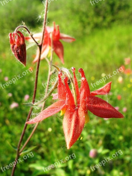 Canada Columbine Eastern Red Columbine Wild Columbine Aquilegia Canadensis Flowers