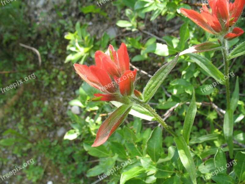 Indian Paintbrush Castilleja Miniata Flowers Bloom Blooming