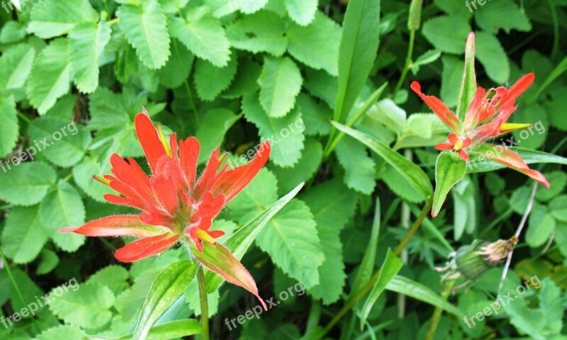 Indian Paintbrush Castilleja Miniata Flowers Bloom Blooming