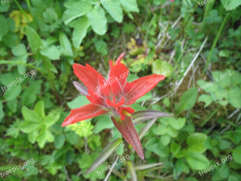 Indian Paintbrush Castilleja Miniata Flowers Bloom Blooming