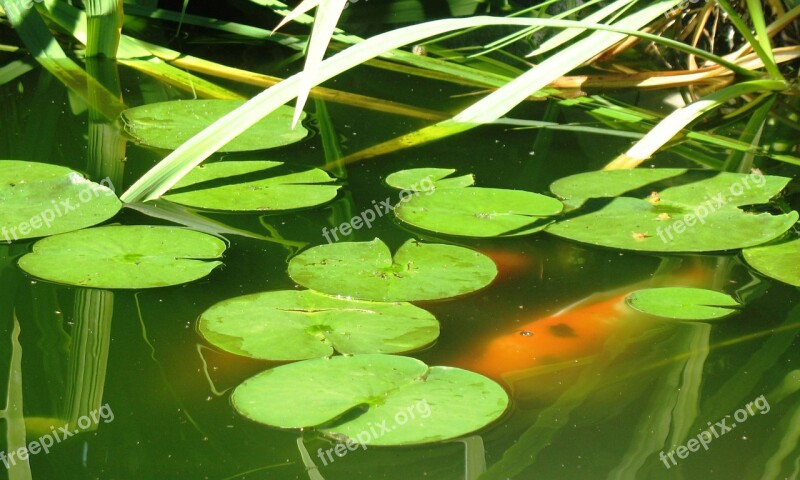 Koi Pond Lily Pad Fish Koi Pond