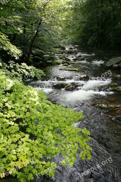 Stream Forest Nature Water Green