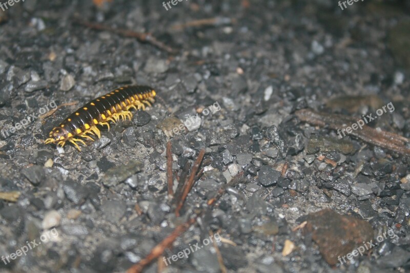 Caterpillar Insect Gravel Yellow Black