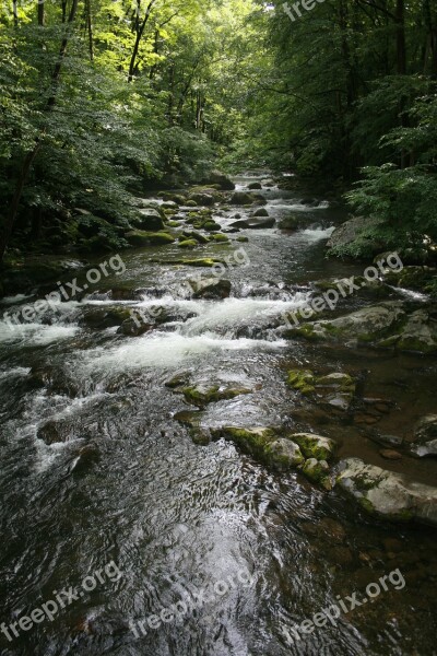 Stream Forest Nature Water Green