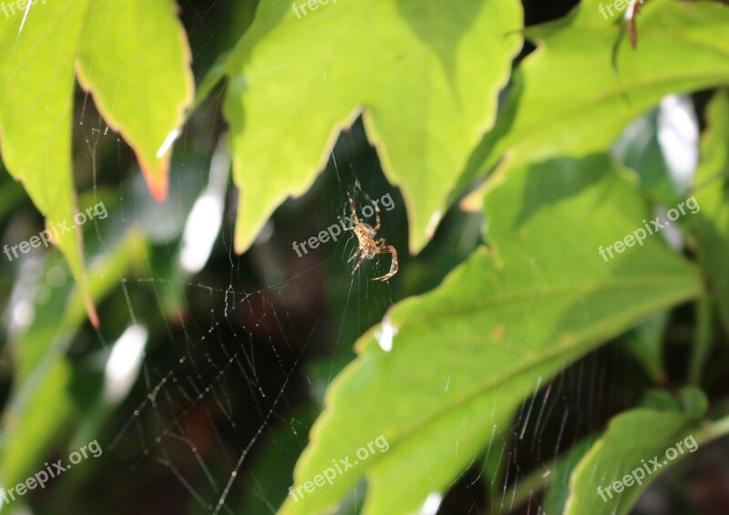 Araneus Spider Cobweb Vine Leaves Web