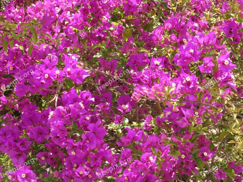 Bougainvillea Flowers Sea Of Flowers Pink Summer