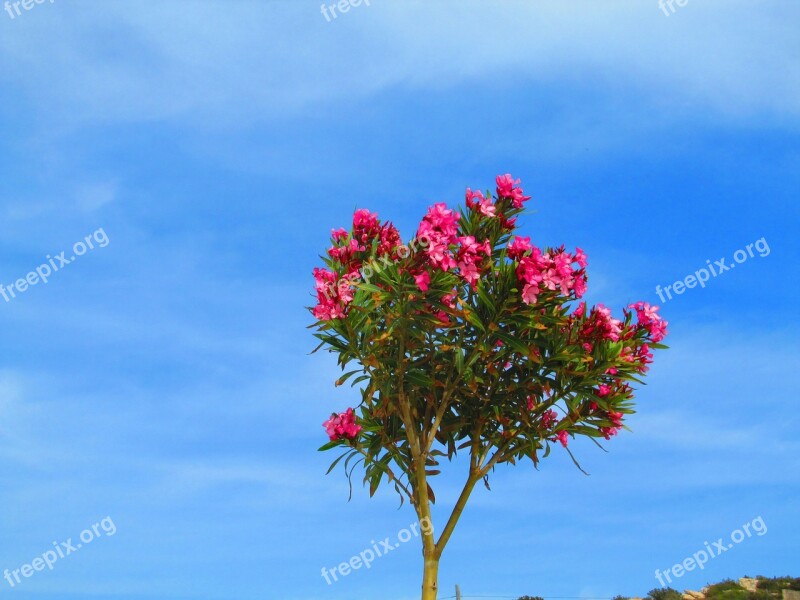 Oleander Red Bäumchen Flowers Pink