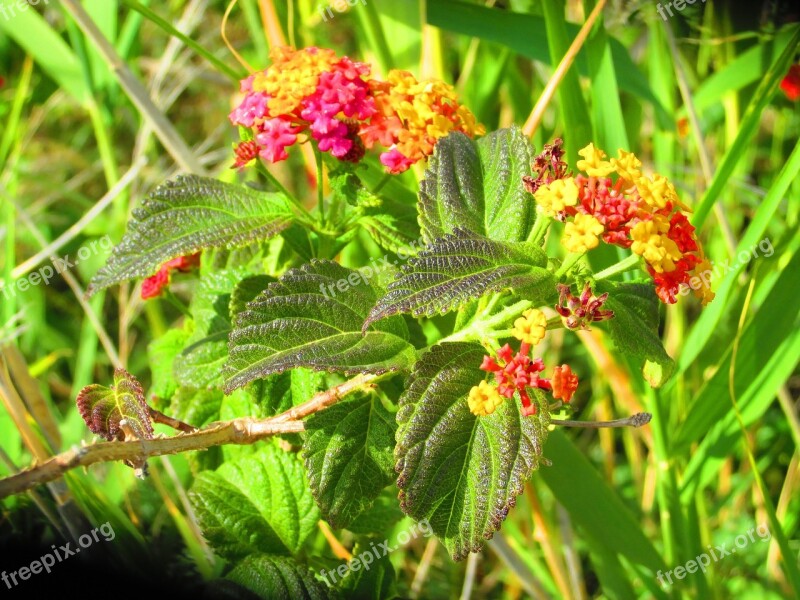 Lantana Flowers Grasses Nature Free Photos