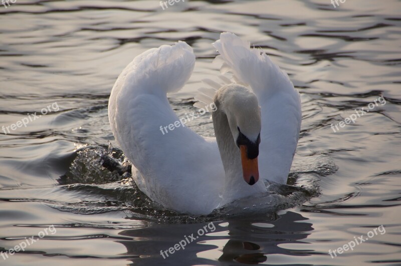 Swan Water Wave Free Photos