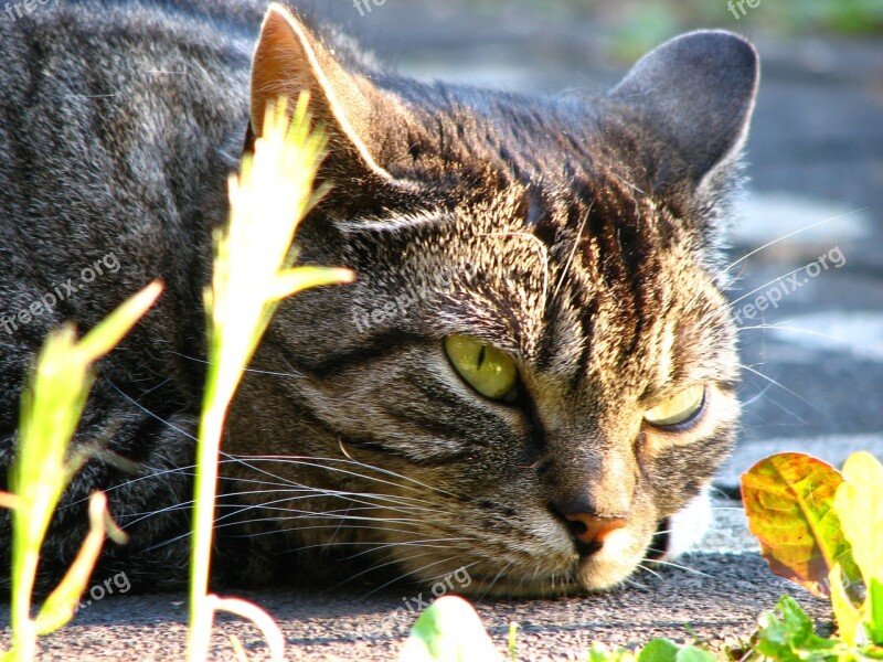 Cat Grey Tired Animal Portrait Domestic Cat