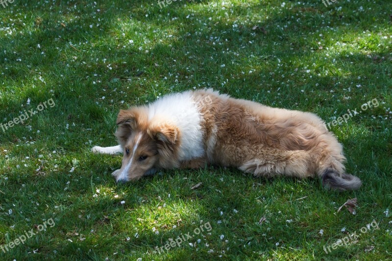 Collie Dog Sleep Meadow Rest