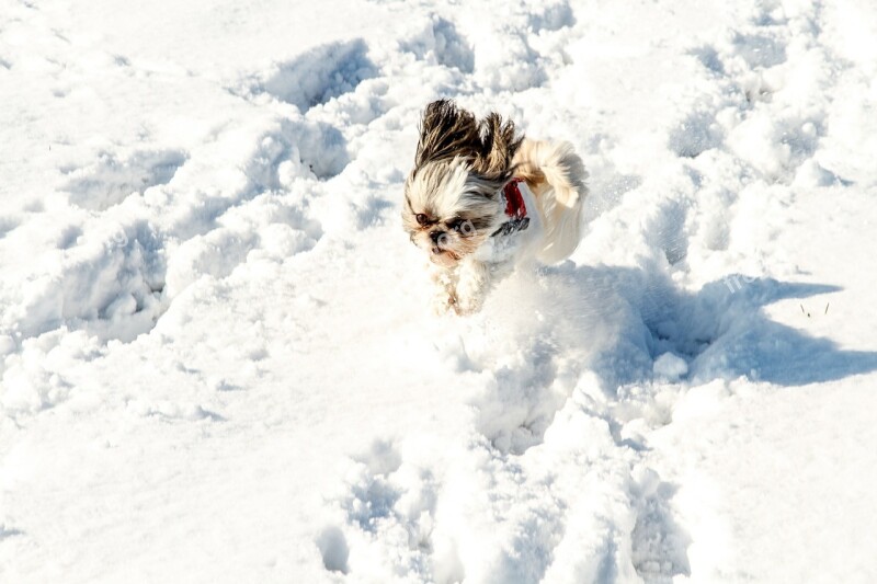 Snow Dog Pet White Cold