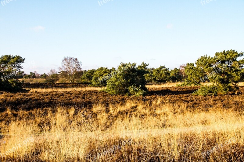 Steppe Pasture Nature Trees Landscape