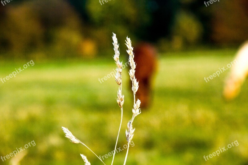 Blade Of Grass Meadow Nature Green Blur