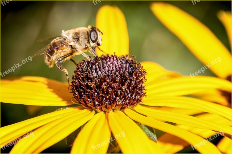 Flower Plant Bee Color Yellow