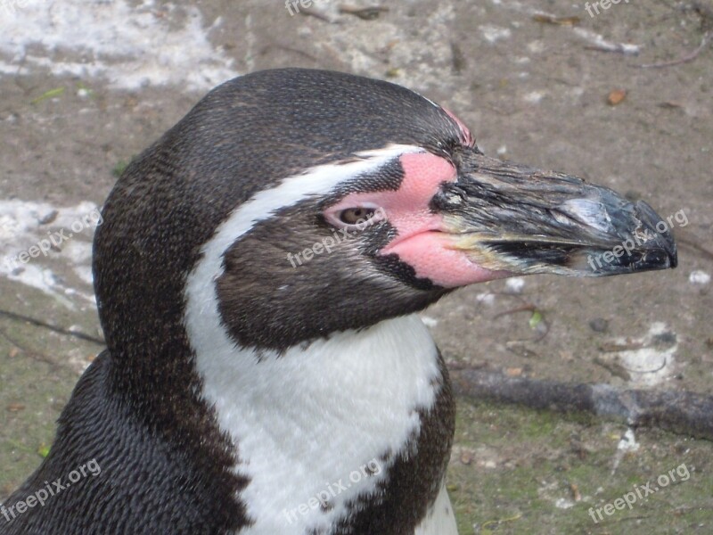 Humbolt Penguin Penguin Zoo Animal Park Free Photos