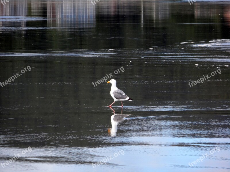 Gull Walking Water Sea Life Reflection