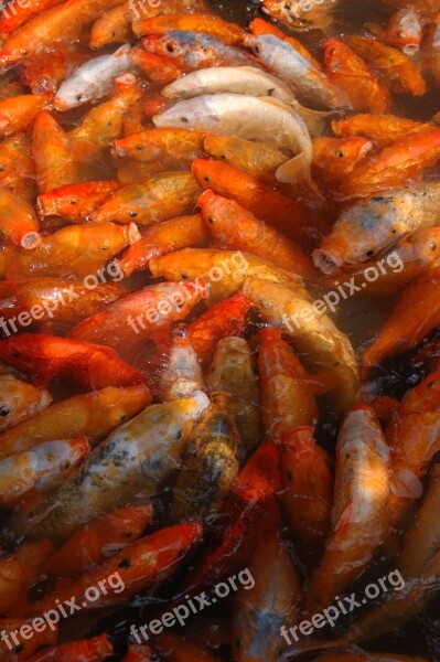 Fish Orange Carp Free Photos