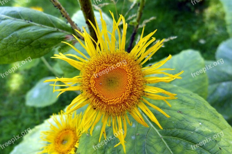 Inula Flower Flowers Yellow Free Photos