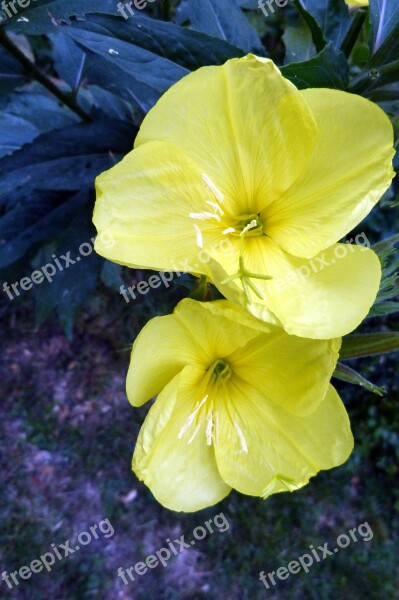 Pink Evening Primrose Primrose Blossom Bloom Lemon