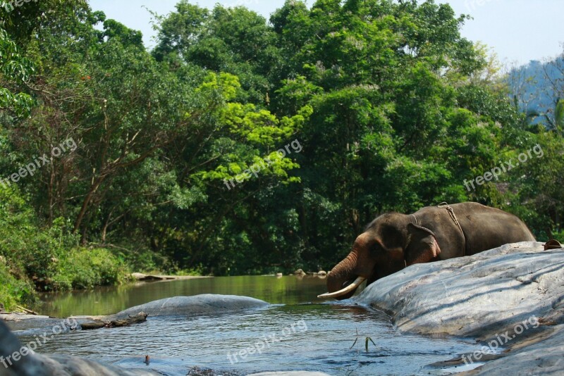 Elephant Water Mist Wild Nature