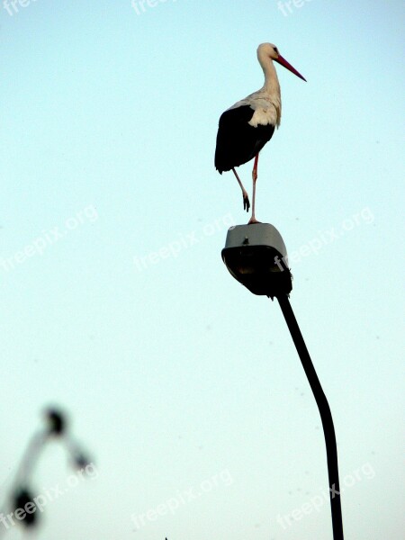 Stork Masuria Giby Poland Free Photos