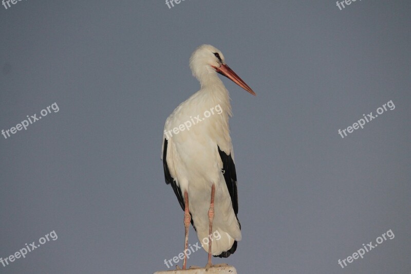 Stork Bird Fly Free Photos