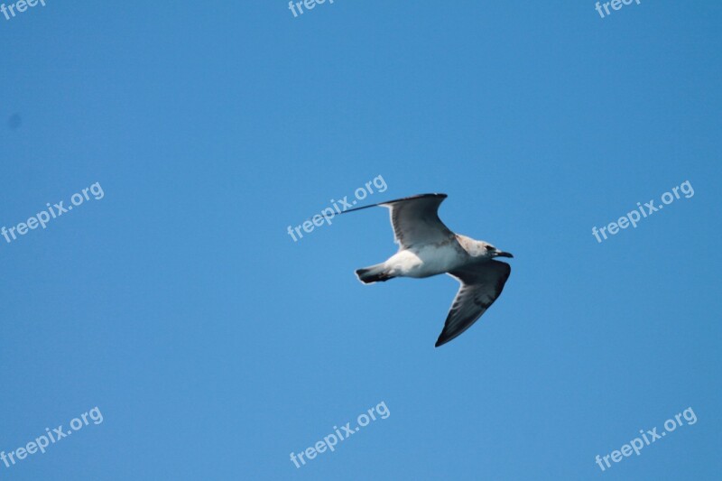 Seagull Bird Air Free Photos