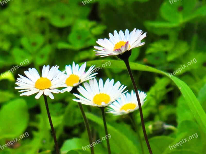 Daisy Flower Beautiful Free Photos