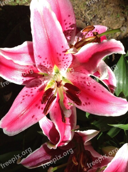 Lily Stargazer Garden Nature Fragrance