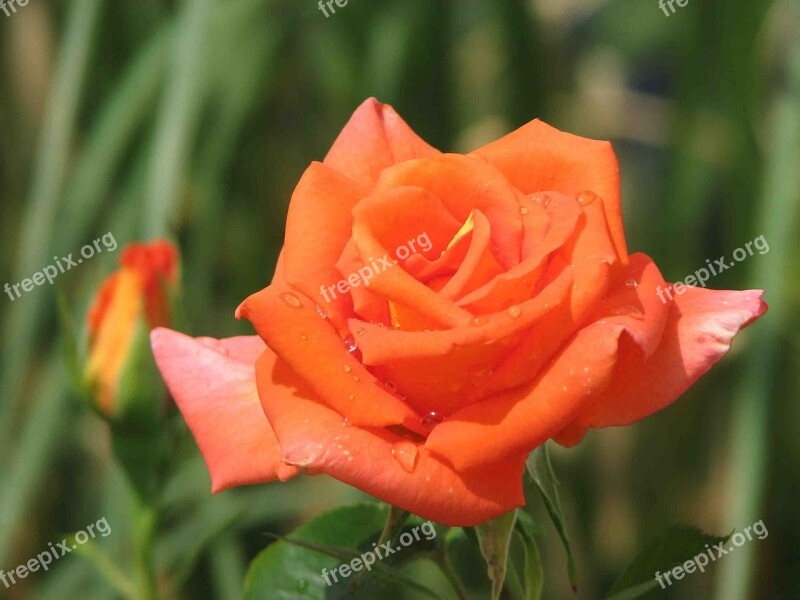 Rose Orange Blossom Bloom Flowers