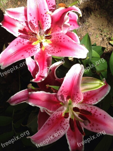 Lily Stargazer Pink Nature Fragrance