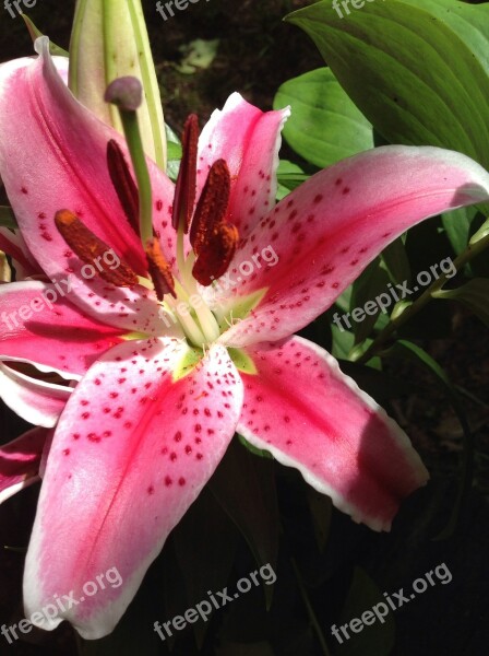 Lily Stargazer Floral Color Garden