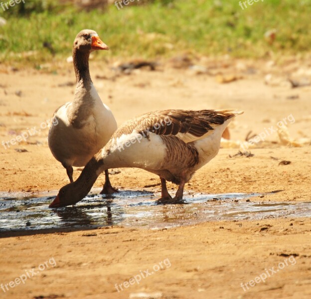 Goose Poultry Animal Birds Drinking