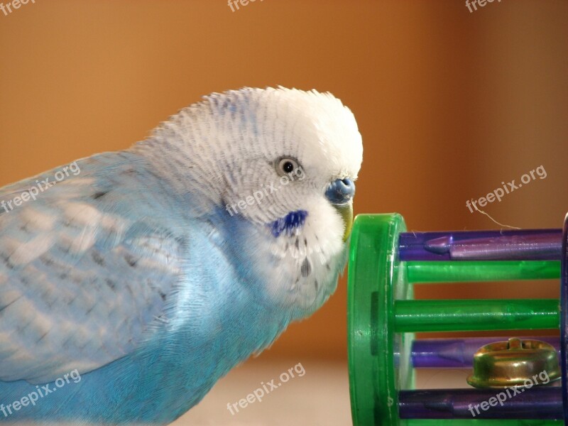 Budgie Bird Blue Plays Feather