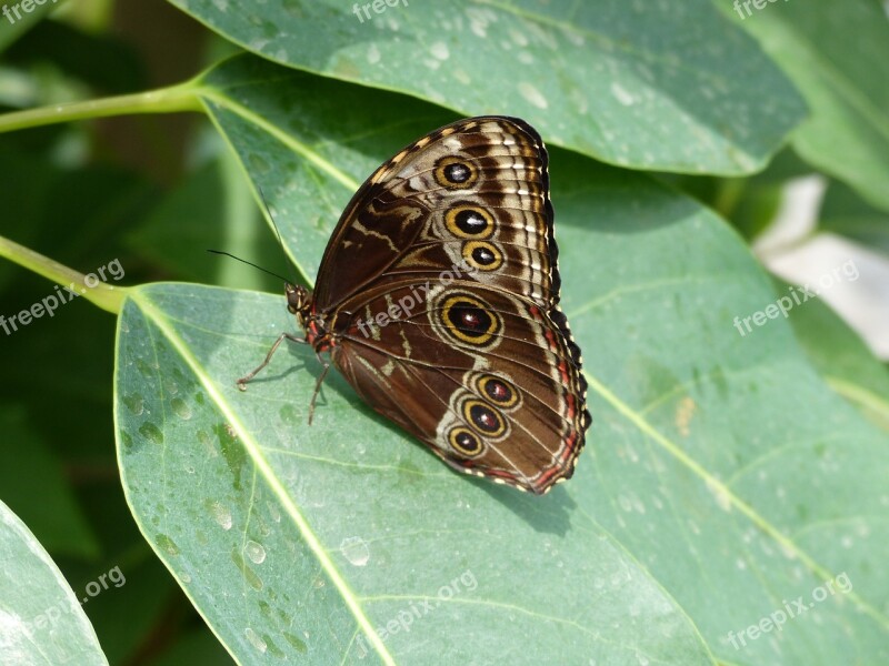 Butterfly Tender Animal Butterfly Filigree Close Up