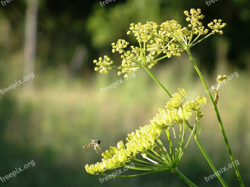 Herb Plant Insect Green Yellow