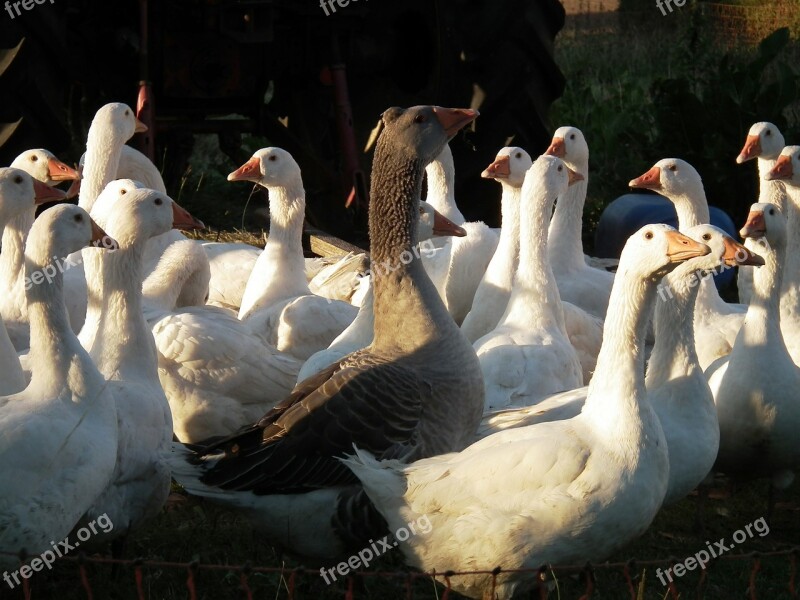 Goose Geese Poultry Bill Plumage