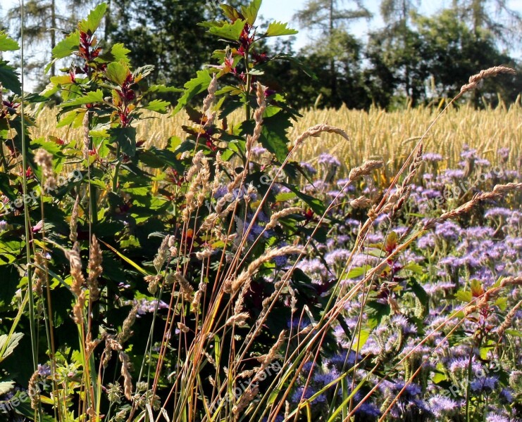 Landscape Cornfield Flowers Spike Trees