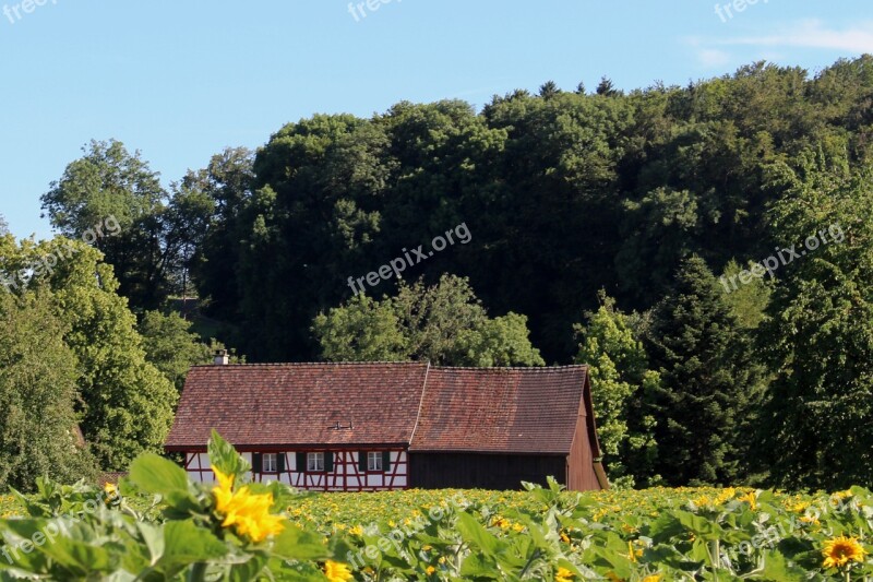 Fachwerkhaus Sunflower Field Nature Landscape Forest