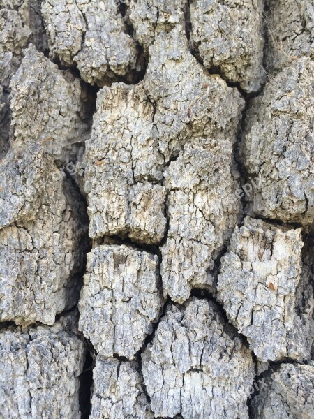 Tree Bark Texture Wood Trunk